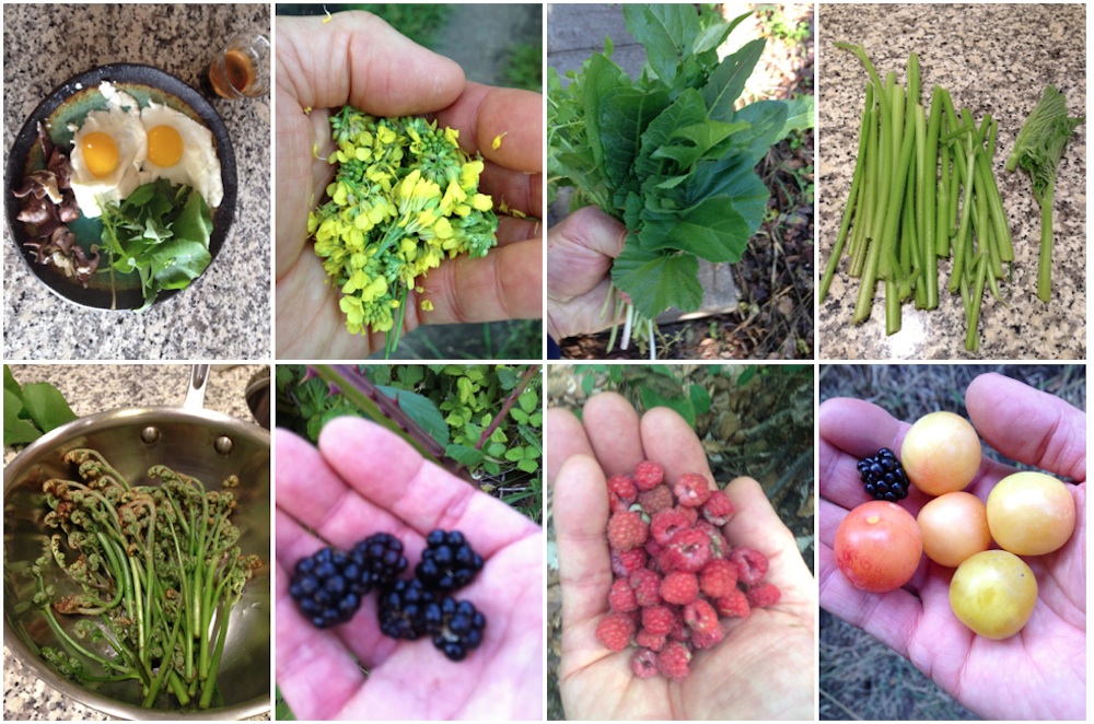 Wild Edibles: Foraging For Food In The Wild