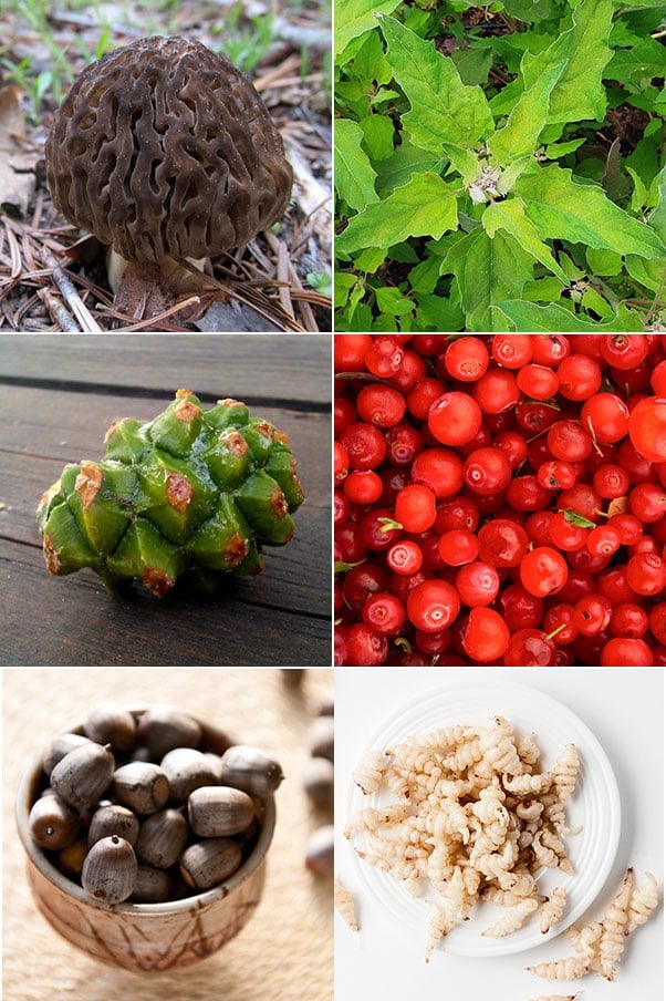 Wild Edibles: Foraging For Food In The Wild