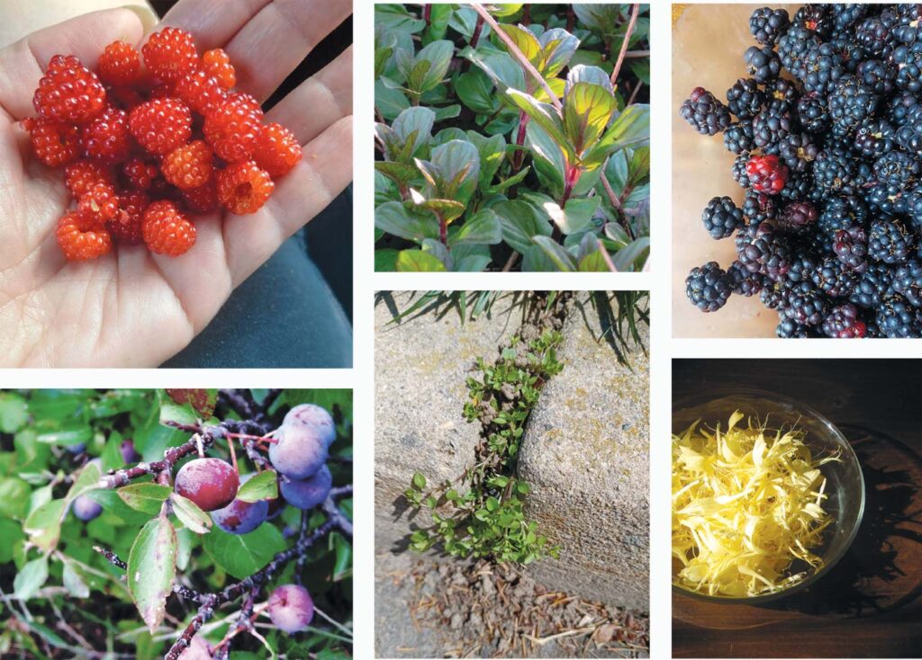 Wild Edibles: Foraging For Food In The Wild