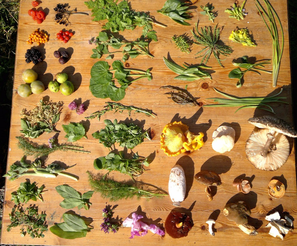 Wild Edibles: Foraging For Food In The Wild