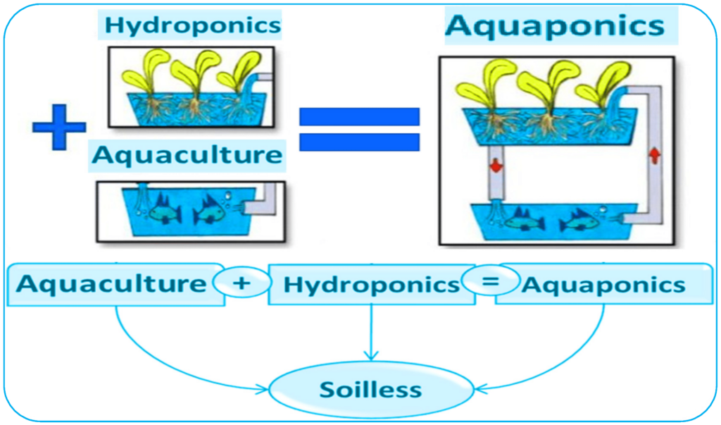 Advantages Of Aquaponics In Sustainable Food Production