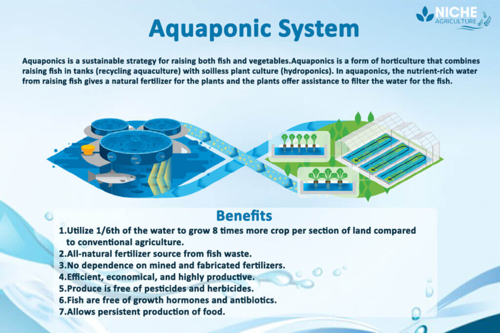 Advantages Of Aquaponics In Sustainable Food Production