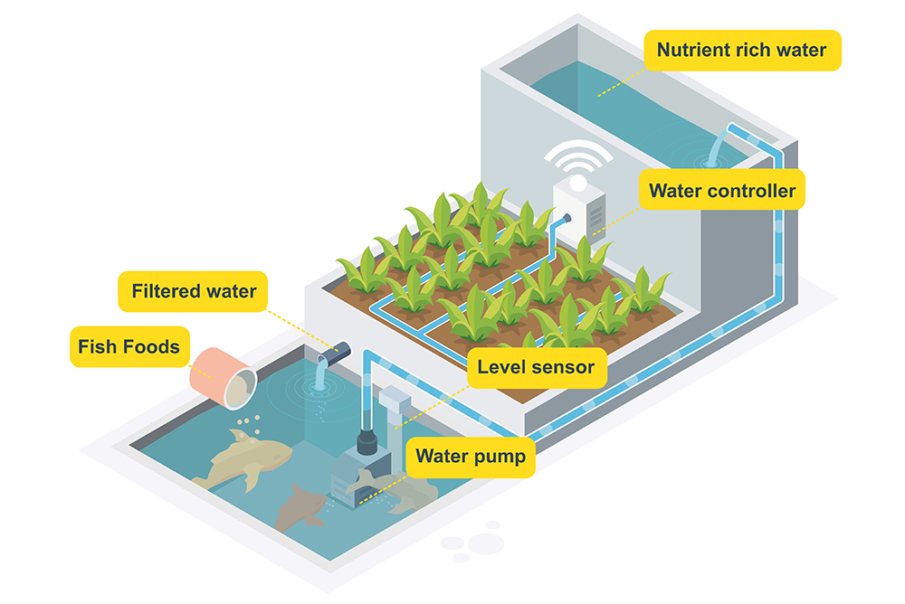 Advantages Of Aquaponics In Sustainable Food Production