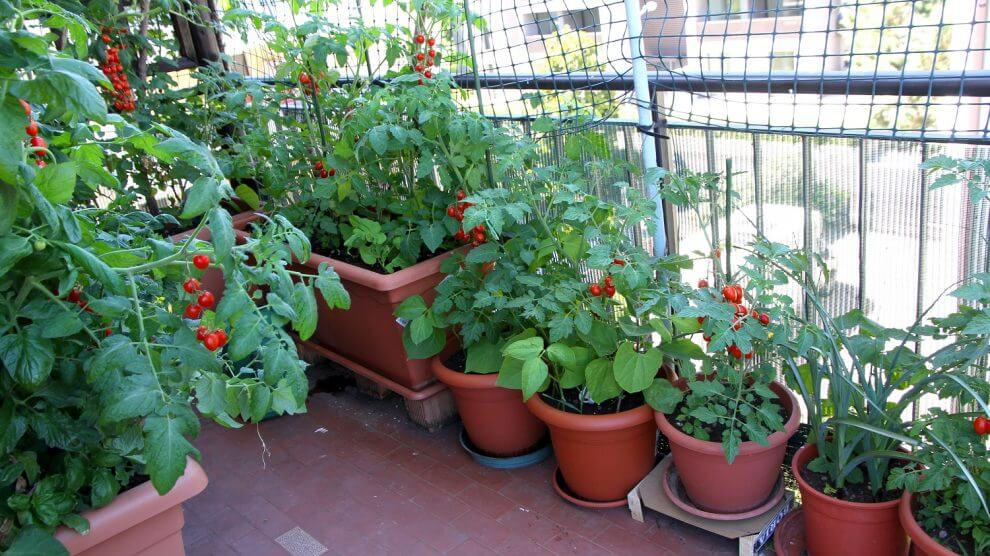 Making The Most Of Small Spaces: Urban Gardening For Preppers