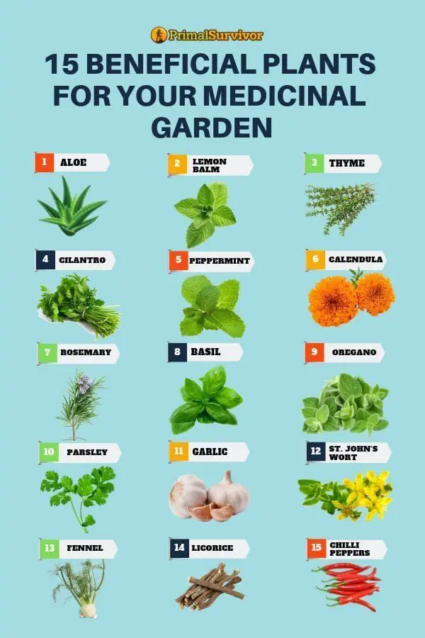 The Best Plants For Natural Medicine And How To Grow Them