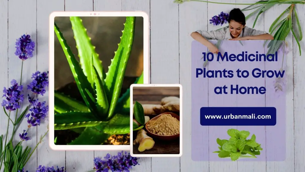 The Best Plants For Natural Medicine And How To Grow Them