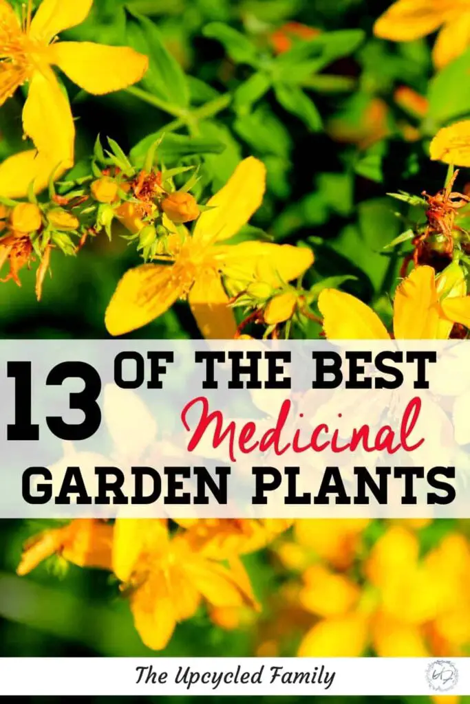 The Best Plants For Natural Medicine And How To Grow Them