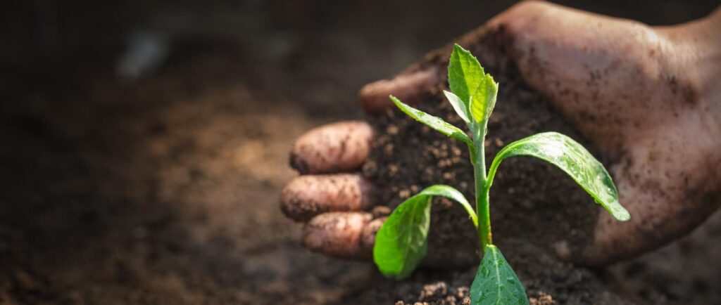 The Importance Of Soil Health In Sustainable Gardening