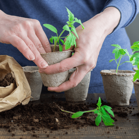 The Importance Of Soil Health In Sustainable Gardening