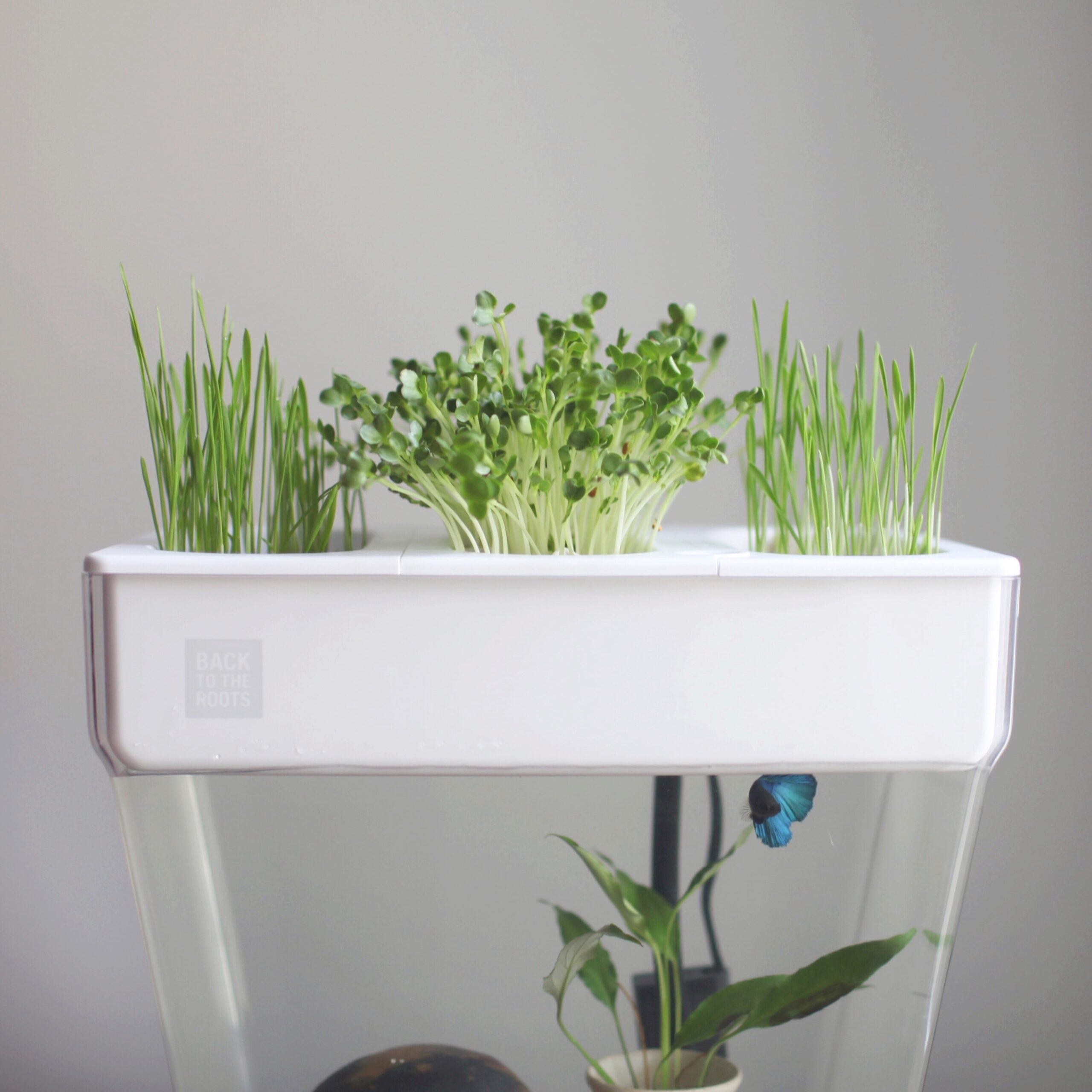 The Future Of Food: Innovations In Hydroponics And Aquaponics For Preppers