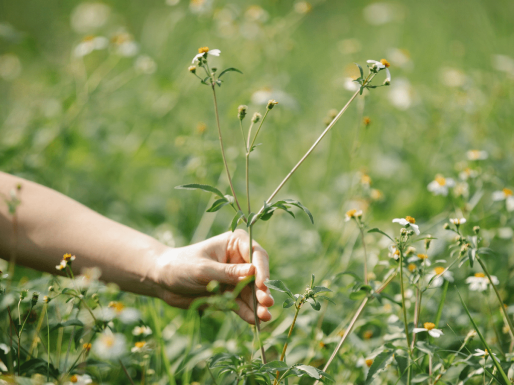 Developing A Sustainable Foraging Strategy For All Seasons