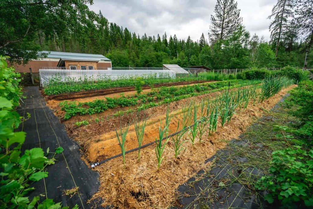 How To Create A Water-Efficient Garden For Year-Round Food Production