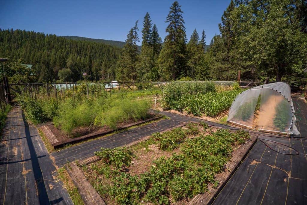 How To Create A Water-Efficient Garden For Year-Round Food Production