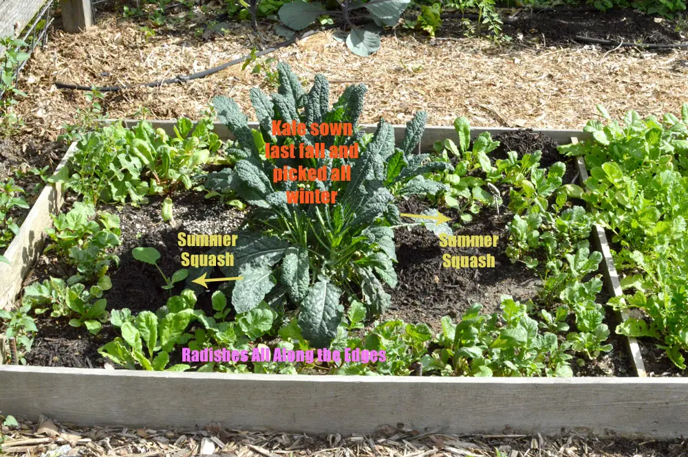 Maximizing Small Space Gardens For Year-Round Food Supply