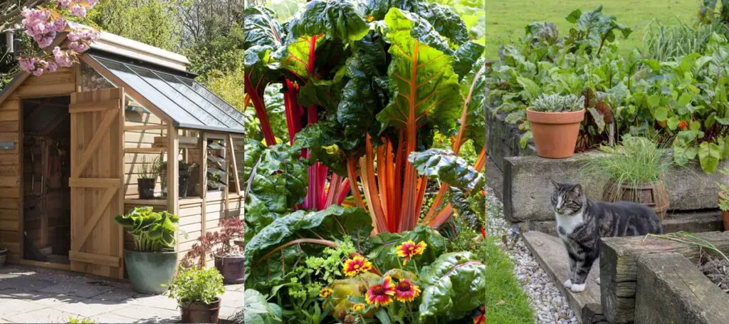 Maximizing Small Space Gardens For Year-Round Food Supply