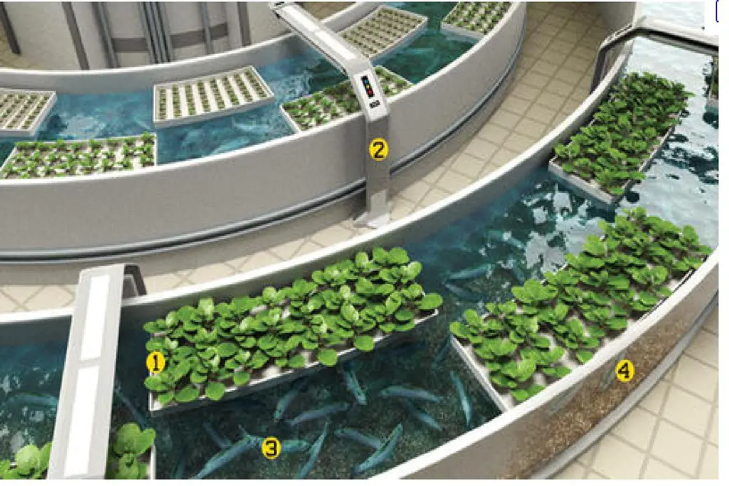 Building An Aquaponics System In An Urban Setting