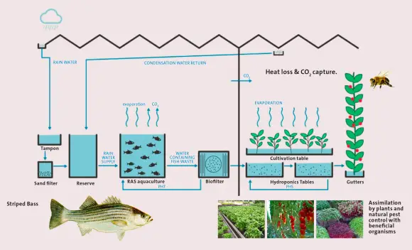 Building An Aquaponics System In An Urban Setting