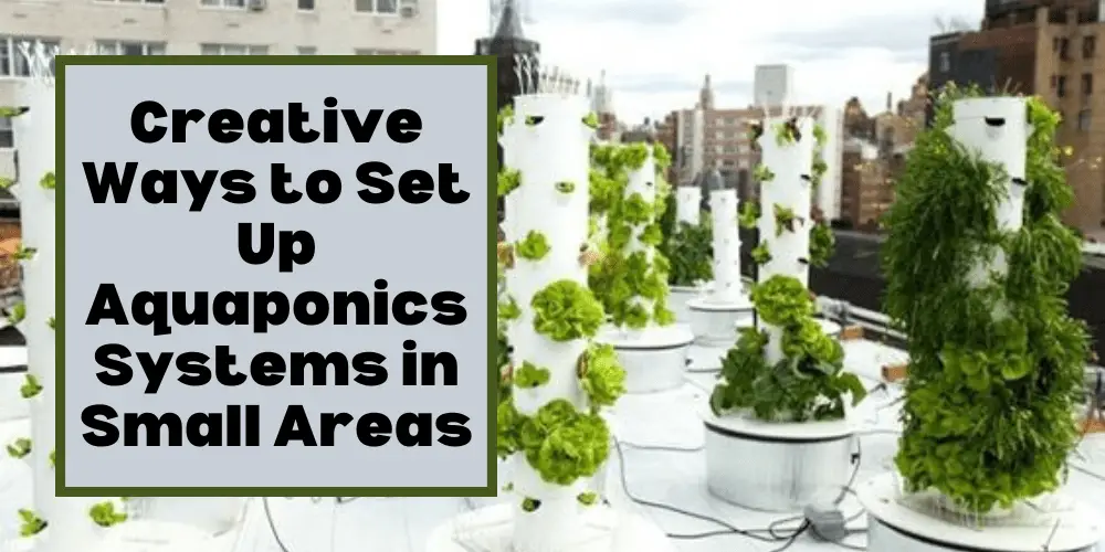 Building An Aquaponics System In An Urban Setting